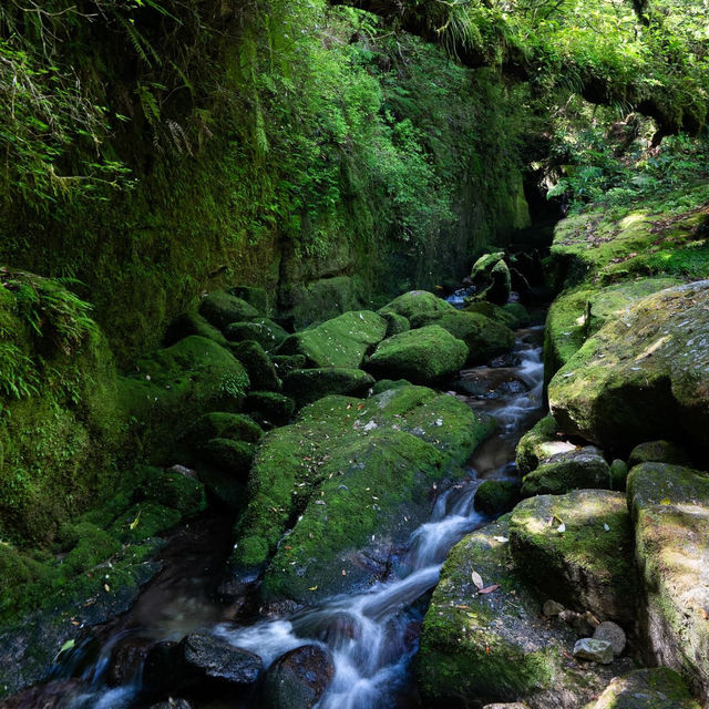 Emerald Isle of the Gods: Yakushima's Pristine Paradise