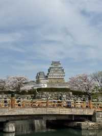 世界遺産姫路城！桜とのコラボレーションは絶景✨