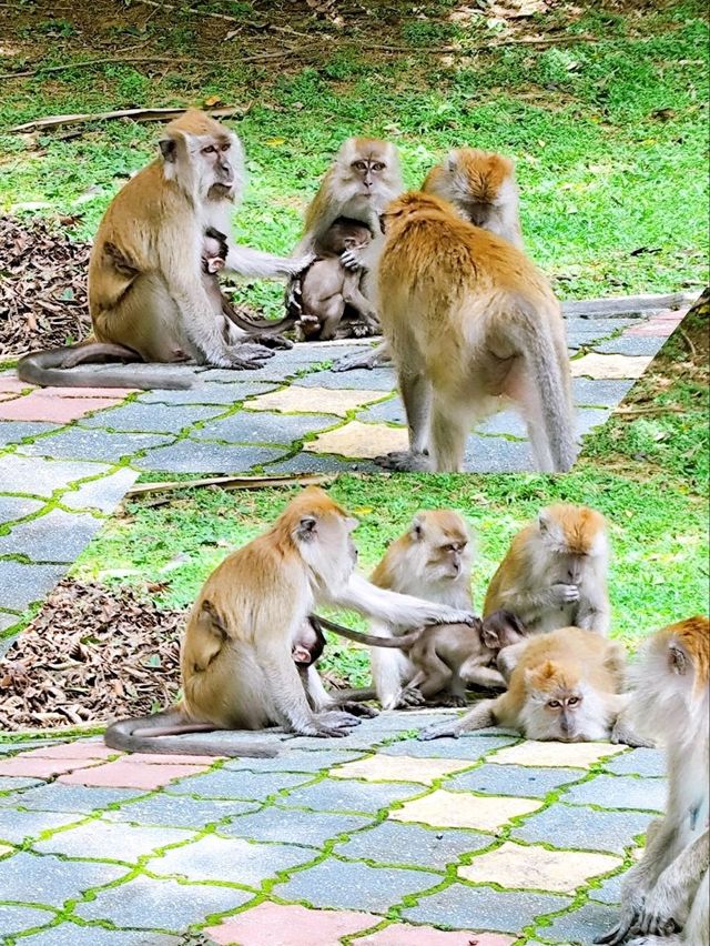 Peaceful Stroll at Penang Botanic Gardens 