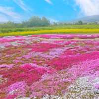 【北海道】三島さんの芝桜庭園