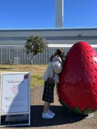 東京親手摘士多啤梨🍓超級甜！！