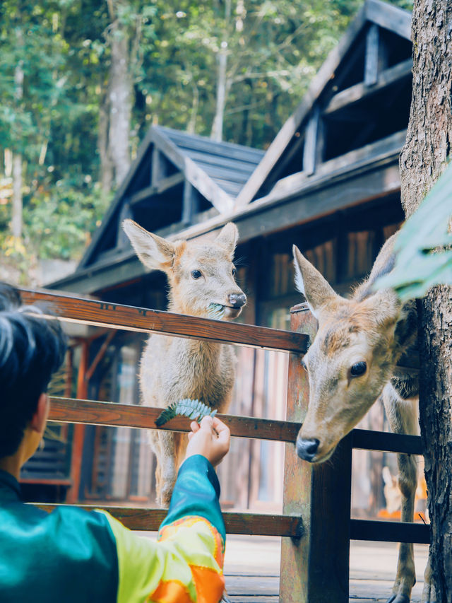 五一必玩 | 云南普洱小眾旅行地攻略（內含美食）