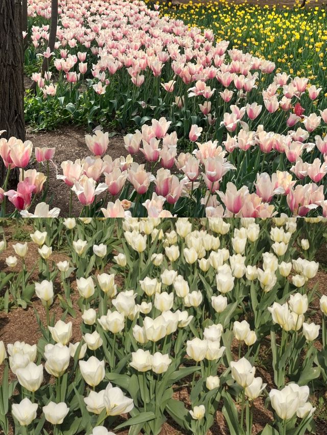 膠州市植物園