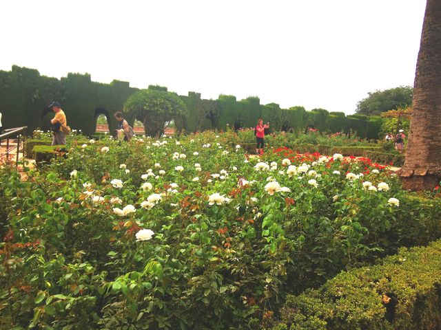 阿爾罕布拉宮花園：美不勝收。