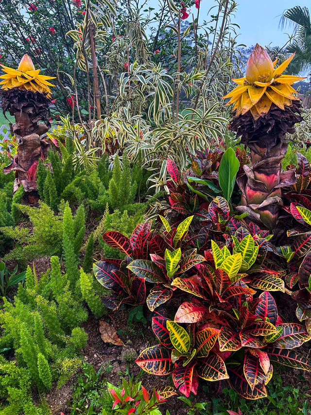 A Rainy Day at Victoria Peak Garden