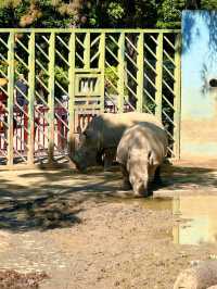 南京 citywalk｜紅山森林動物園。