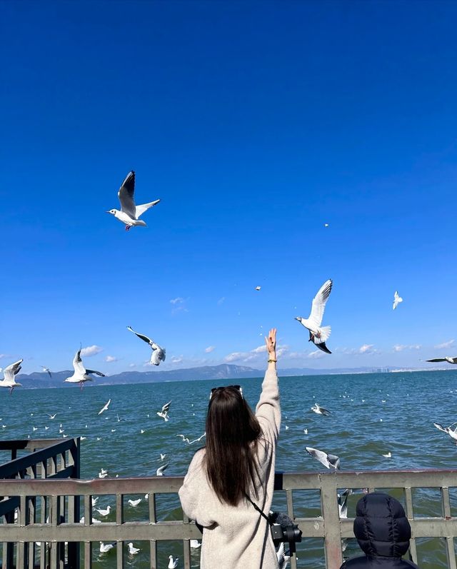 撈魚河濕地公園，邂逅海鷗，暢享天然氧吧