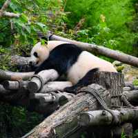 Panda Valley in Dujiangyan: A Charming Encounter with Nature's Gentle Giants