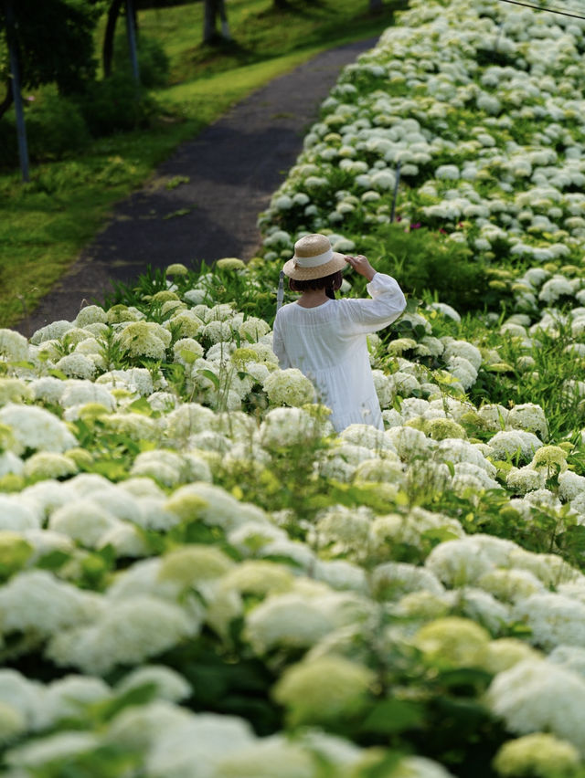 関西最大級の紫陽花☺️💠77000株の紫陽花の海💠☺️