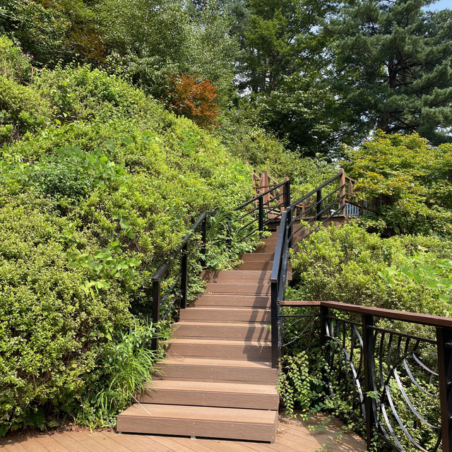 澳門人遊韓國🇰🇷晨靜樹木園