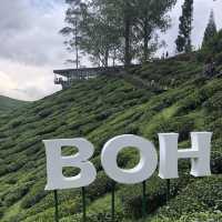 Nature’s Brew: Explore Boh Sungei Palas Tea Garden 🫖🇲🇾