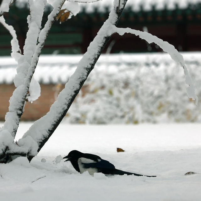 South korean