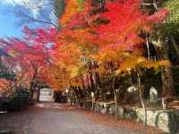 The Night Maple of Toji and the Ginkgo of Nishi Honganji are Amazing