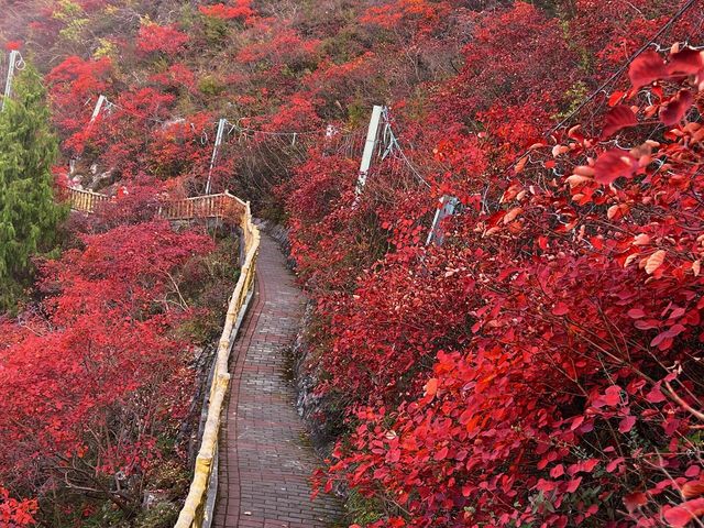 重慶巫山|南方最美紅葉勝地。