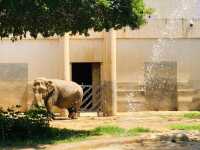 【城市綠洲】北京動物園，家庭親子遊的樂園