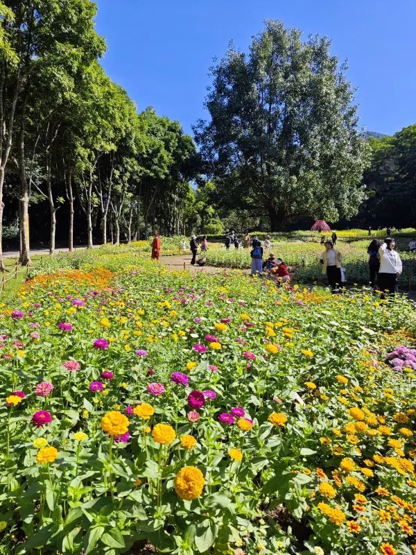 深圳這個花展🌸再不來看就要等明年了