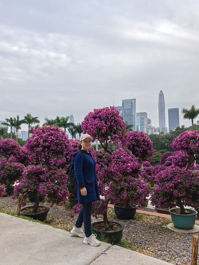 深圳蓮花山公園親子遊體驗之旅