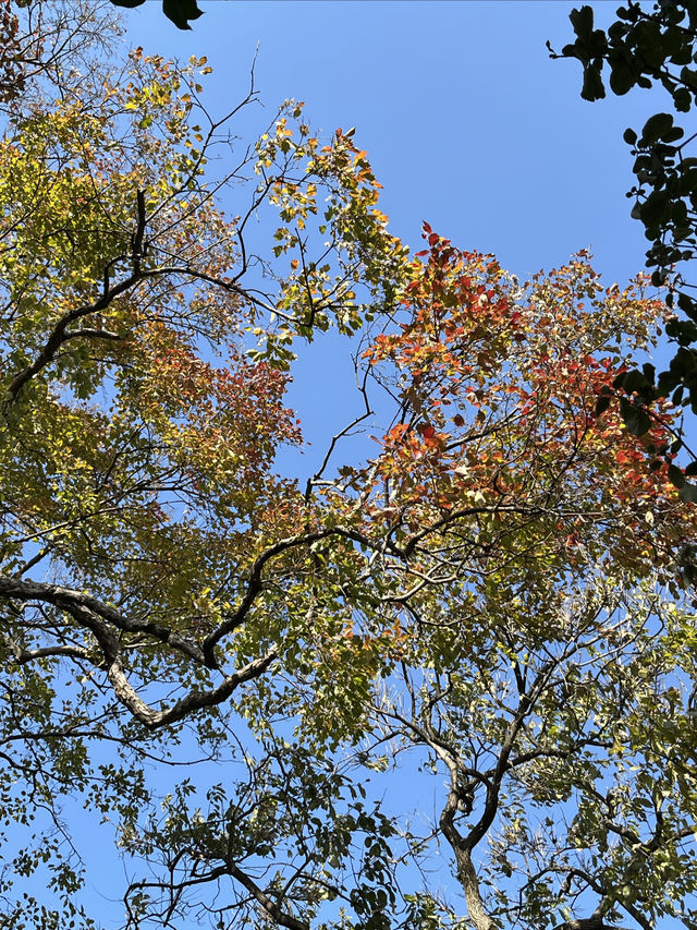 姑蘇秋意：怡園逸趣，紅塵鬧市的清幽意韻