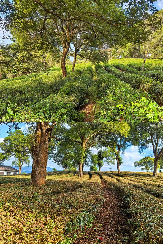 中華普爾茶博覽園