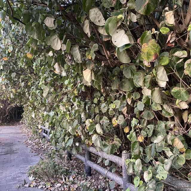 牽罟步道 Taiwanese Beach Seine Trail 🍃