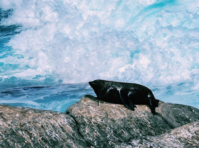 Fur Seal Lookout