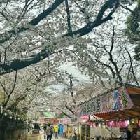 東京景點｜巧遇櫻花盛開~東京賞櫻勝地上野恩賜公園