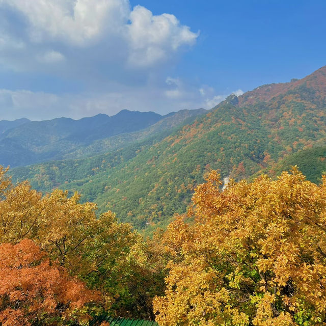 鷹峯山🐨秋色山野的自然🍂🏞️