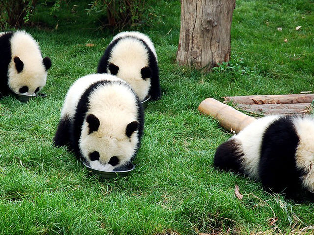 Dujiangyan China Giant Panda Garden 