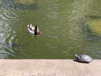 A century-old treasure - Balboa park, a garden in the city with paintings……