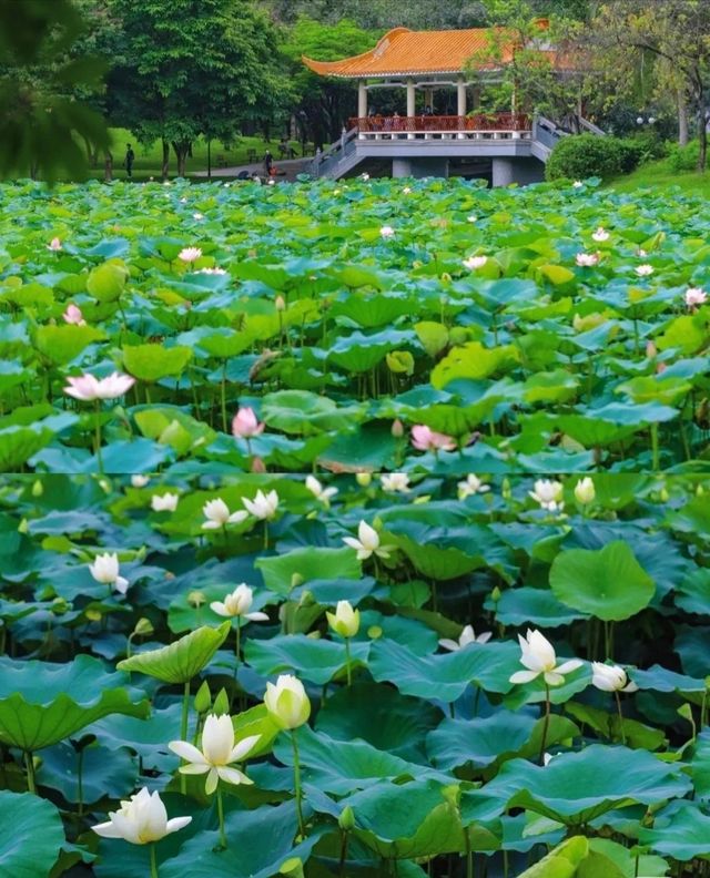 對!!這就是大明湖畔的“夏雨荷”