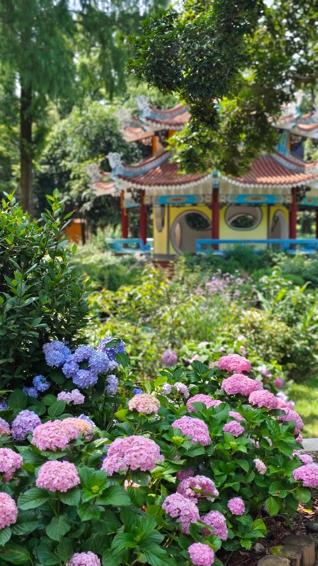 荟萃花影～中科院植物園浪漫的無盡夏繡球花展