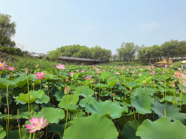 我的人生FIRST｜免費賞荷花，北京溫榆河公園