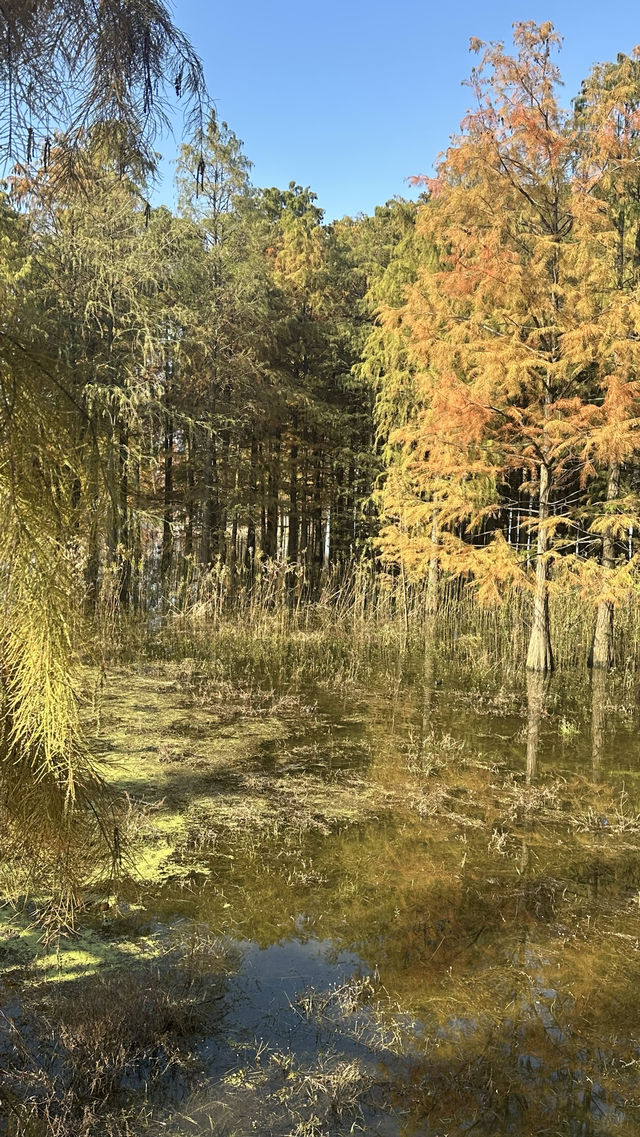 秋日的四明湖紅杉林