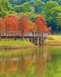 深圳頭陂公園，落羽杉紅透的小眾仙境