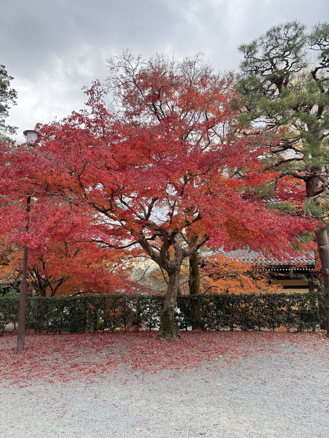 秋韻南禪寺