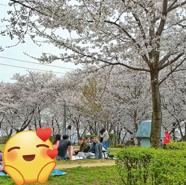 Where to see cherry blossom 🌸 outside of Seoul