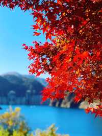 【群馬×秋】  《奥四万湖》   真っ赤な紅葉と四万ブルーの絶景