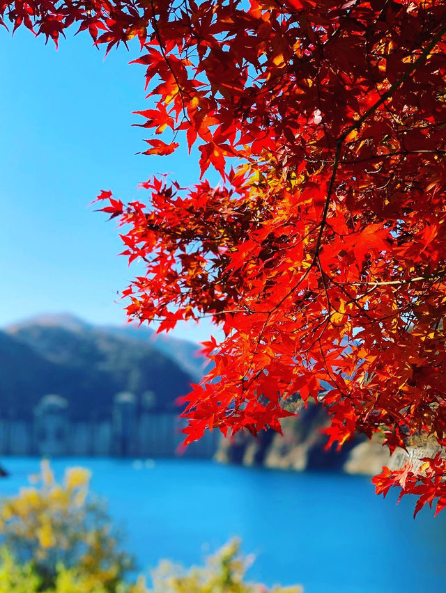 【群馬×秋】  《奥四万湖》   真っ赤な紅葉と四万ブルーの絶景