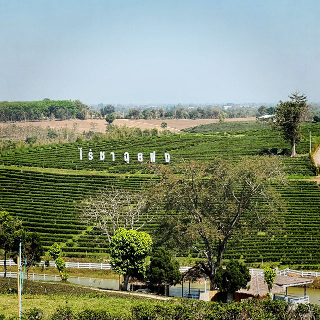 The biggest tea plantation in Chiangrai