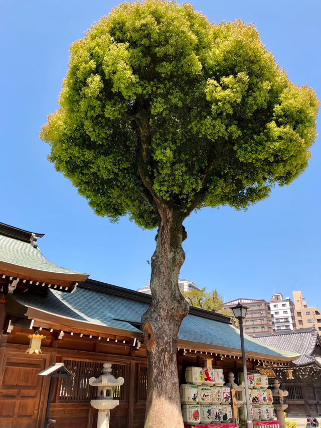 千年神社參觀全攻略🥰超推薦❤️