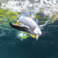 【墨爾本海洋生物水族館】是可近距離觀看海洋生物,實屬難得,來吧！