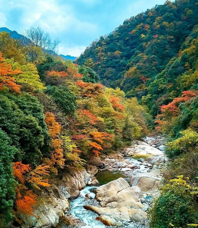 令人驚艷的彩林秘境:平武縣秋色燦爛的老河溝。