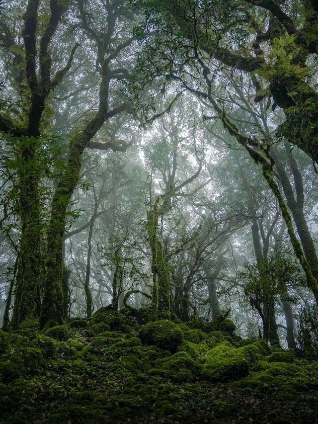 哀牢山，位於中國雲南省中部，是一處自然與文化交融的寶地。