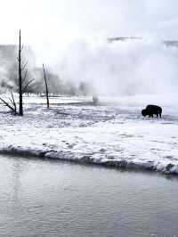 Winter Wonderland in Yellowstone: A Magical Snowy Adventure