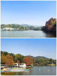 鹿湖公園：落羽杉已到最佳觀賞期