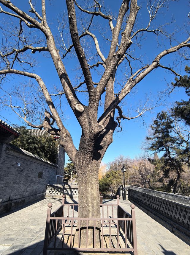 來到陶然亭公園 必須打卡慈悲庵