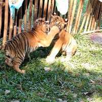 廣東東莞香市動物園|動物大世界