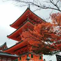 Kiyomizu-dera temple in Kyoto 🇯🇵