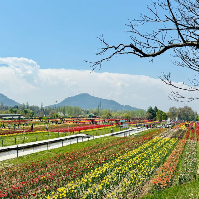 Best time to visit Tulip Garden in Srinagar💐🌷