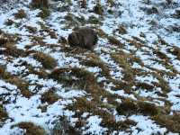 Wombat Spotting Under Cradle Mountain: A Wildlife Adventure!